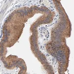 Merck Anti-VAV2 antibody produced in rabbit