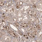 Merck Anti-WDR47 antibody produced in rabbit