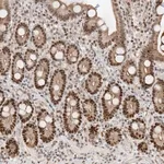 Merck Anti-POGK antibody produced in rabbit