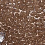 Merck Anti-USP47 antibody produced in rabbit