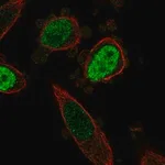 Merck Anti-ONECUT3 antibody produced in rabbit