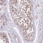 Merck Anti-COX17 antibody produced in rabbit
