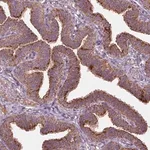 Merck Anti-NLRX1 antibody produced in rabbit