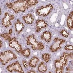 Merck Anti-ATRAID antibody produced in rabbit