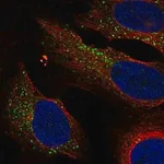 Merck Anti-KLRG1 antibody produced in rabbit