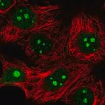 Merck Anti-IMP4 antibody produced in rabbit