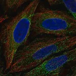 Merck Anti-ESYT1 antibody produced in rabbit