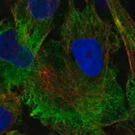 Merck Anti-MAP1A antibody produced in rabbit