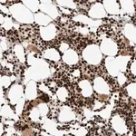Merck Anti-ID3 antibody produced in rabbit
