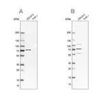 Merck Anti-EIF2AK2 antibody produced in rabbit