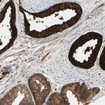Merck Anti-ACVR1C antibody produced in rabbit