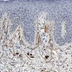 Merck Anti-FBLN5 antibody produced in rabbit