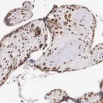 Merck Anti-CCDC117 antibody produced in rabbit