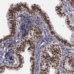 Merck Anti-ERH antibody produced in rabbit