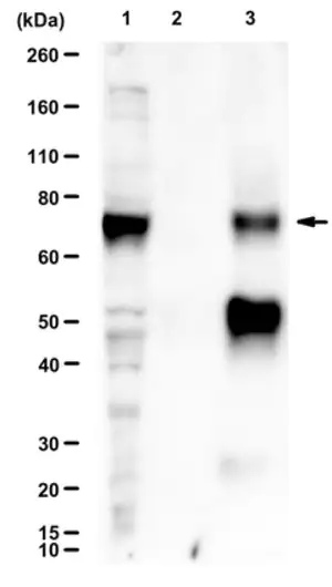 Merck Anti-BMAL1