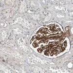 Merck Anti-TNS2 antibody produced in rabbit