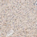 Merck Anti-STOM antibody produced in rabbit