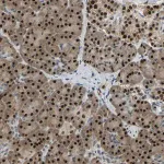 Merck Anti-NANS antibody produced in rabbit