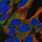 Merck Anti-NAT8L antibody produced in rabbit