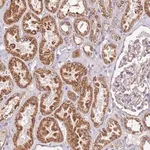 Merck Anti-RMND5A antibody produced in rabbit
