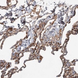 Merck Anti-SLC39A8 antibody produced in rabbit