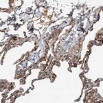 Merck Anti-SLC39A8 antibody produced in rabbit