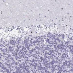 Merck Anti-FTSJ3 antibody produced in rabbit