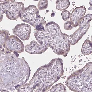 Merck Anti-CDH19 antibody produced in rabbit