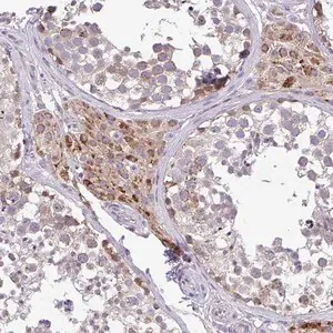 Merck Anti-PYCR2 antibody produced in rabbit