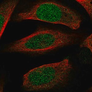 Merck Anti-ECT2 antibody produced in rabbit