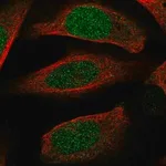 Merck Anti-ECT2 antibody produced in rabbit