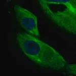 Merck Anti-DCDC2 antibody produced in rabbit
