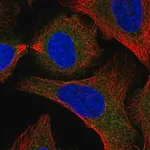 Merck Anti-SNAP29 antibody produced in rabbit