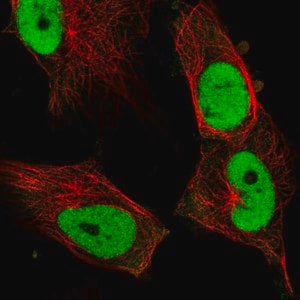 Merck Anti-FOSL1 antibody produced in rabbit