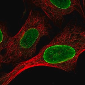 Merck Anti-CLK1 antibody produced in rabbit