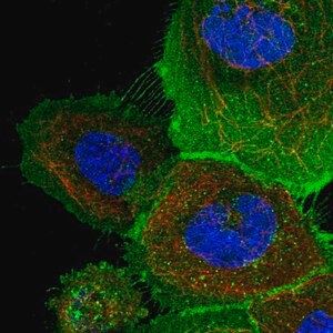 Merck Anti-ATP23 antibody produced in rabbit