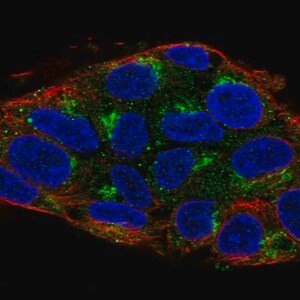 Merck Anti-UBIAD1 antibody produced in rabbit