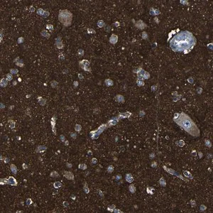 Merck Anti-DNAJC5 antibody produced in rabbit