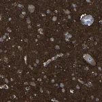 Merck Anti-DNAJC5 antibody produced in rabbit