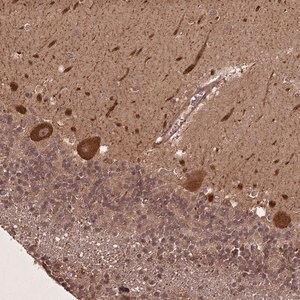 Merck Anti-LIN37 antibody produced in rabbit