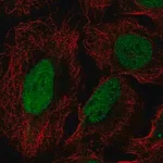 Merck Anti-DUSP27 antibody produced in rabbit