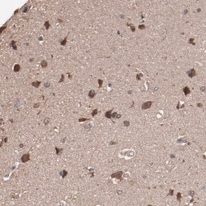 Merck Anti-TENM1 antibody produced in rabbit