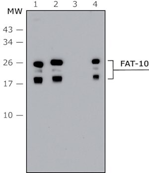 Merck Anti-FAT10 (human specific) antibody produced in rabbit