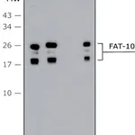 Merck Anti-FAT10 (human specific) antibody produced in rabbit