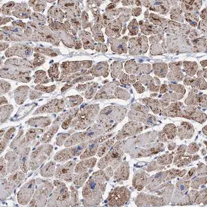 Merck Anti-RSAD1 antibody produced in rabbit