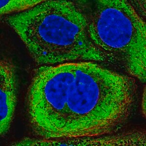 Merck Anti-YBX1 antibody produced in rabbit