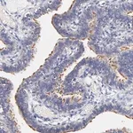 Merck Anti-RIBC2 antibody produced in rabbit