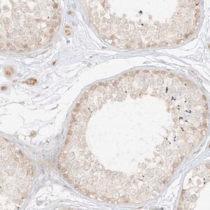 Merck Anti-LIPT1 antibody produced in rabbit