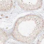 Merck Anti-LIPT1 antibody produced in rabbit