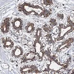 Merck Anti-SPAG16 antibody produced in rabbit